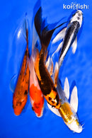 PACK OF (5) 5-6" BUTTERFLY KOI