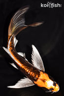 6.75" BENI KIKOKURYU BUTTERFLY