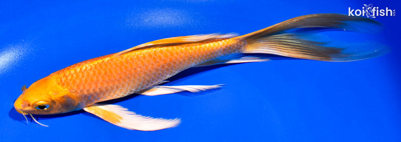 8" ORENJI OGON BUTTERFLY