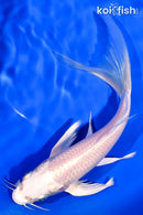 7.75" PLATINUM OGON BUTTERFLY