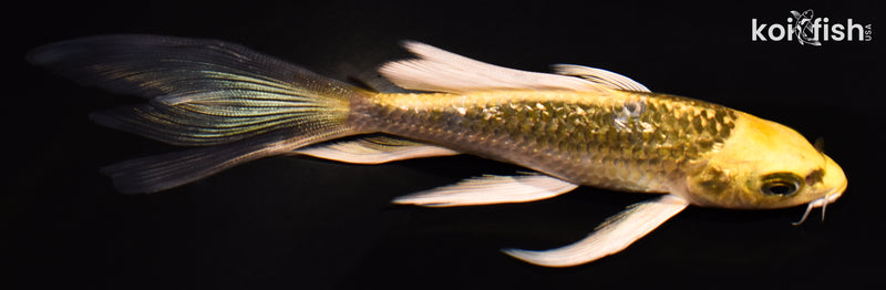 5.25" GINRIN KUJAKU BUTTERFLY