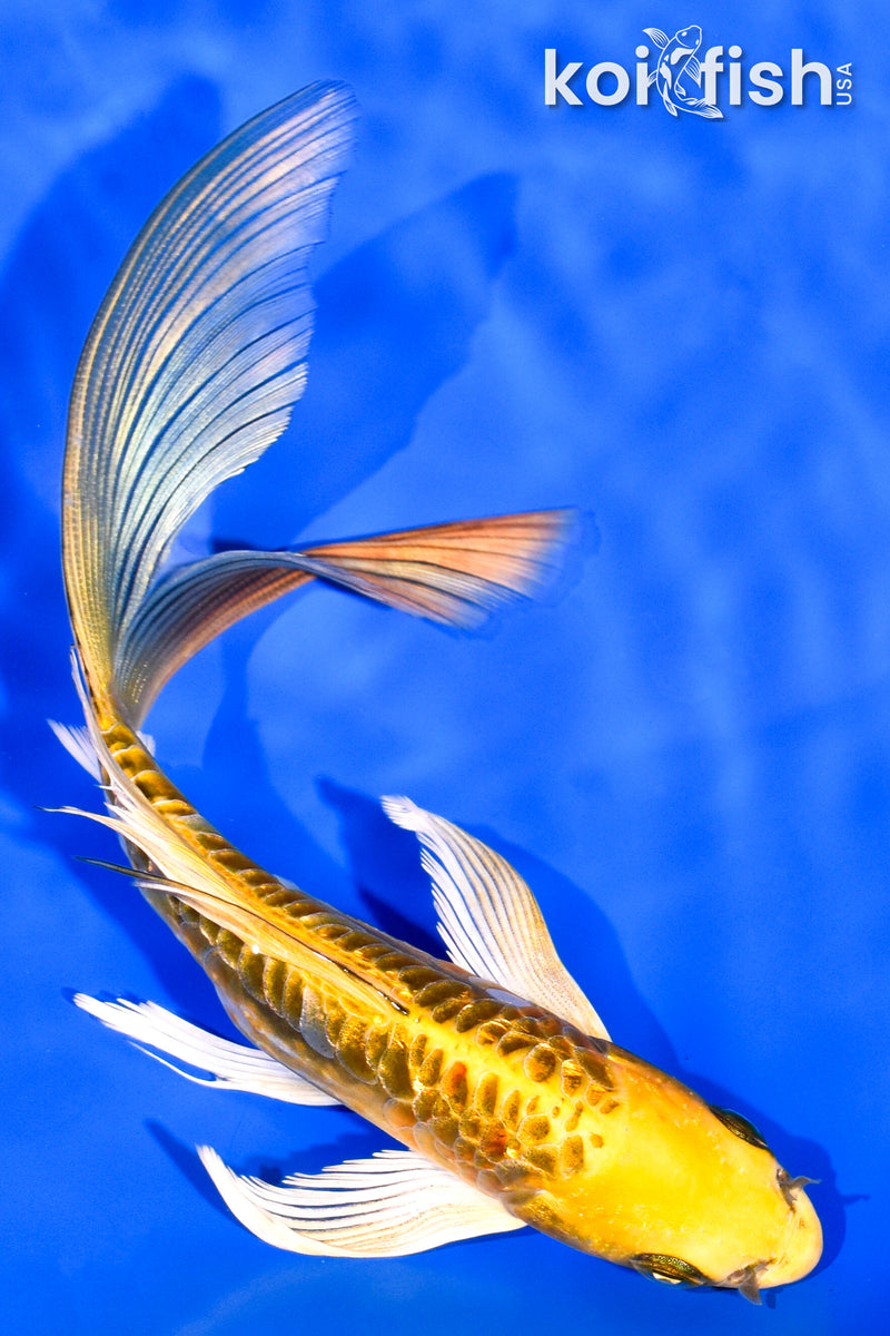 6.25' GINRIN ARAGOKE KIN KIKOKURYU BUTTERFLY