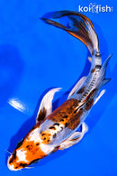 7.25" BENI KIKOKURYU BUTTERFLY