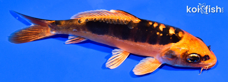5" BENI KIKOKURYU