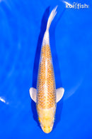 6.75" GINRIN HARIWAKE