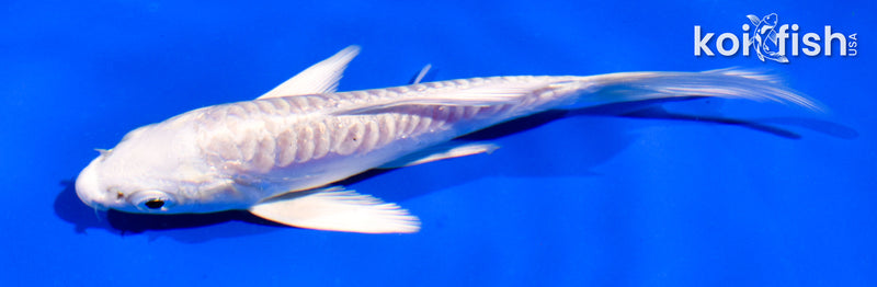 4.5" ARAGOKE PLATINUM OGON BUTTERFLY