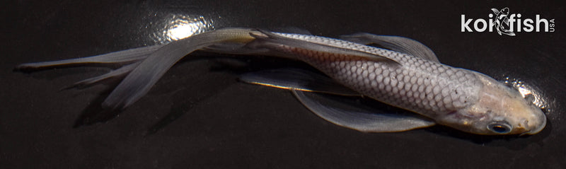 5.5" SORAGOI BUTTERFLY