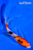 5.5" SANKE BUTTERFLY