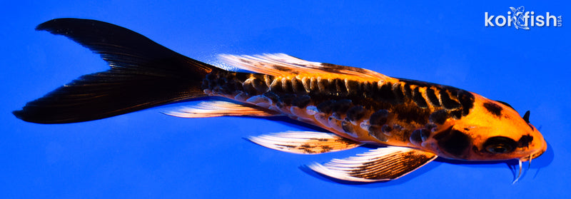 6.25" ARAGOKE BENI KIKOKURYU BUTTERFLY