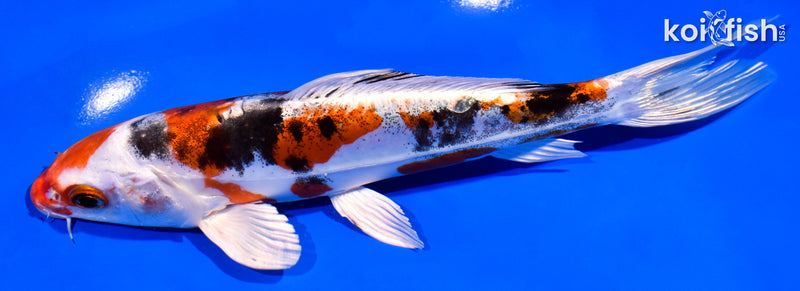 7.5" HEISEI NISHIKI