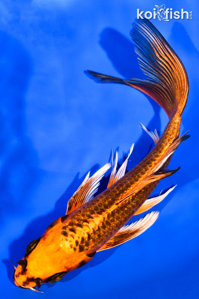 6.75" ORENJI MATSUBA BUTTERFLY