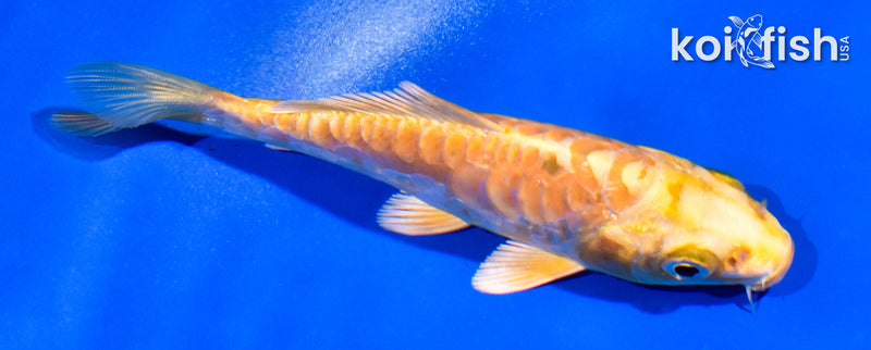 4.5" ARAGOKE YAMABUKI OGON