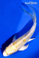 5.75" KUJAKU BUTTERFLY