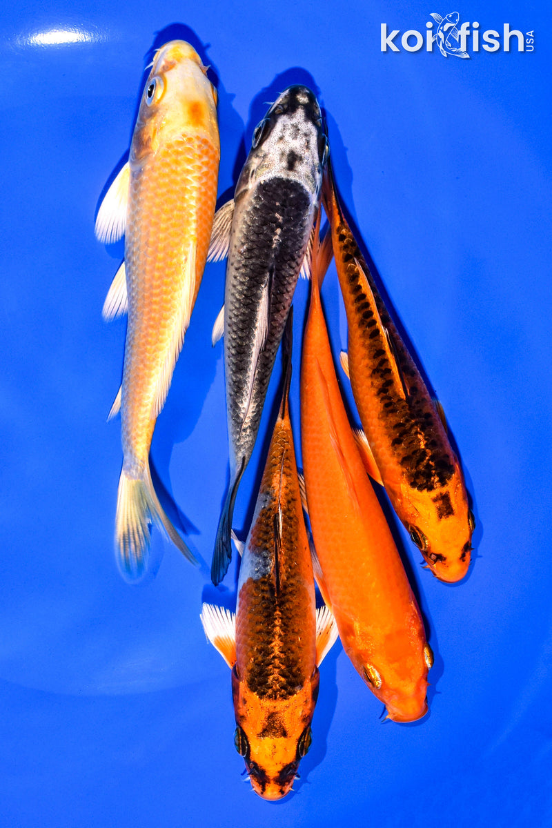 PACK OF (5) 4-5" STANDARD KOI