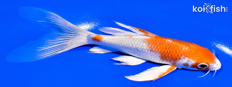 5.75" HARIWAKE BUTTERFLY