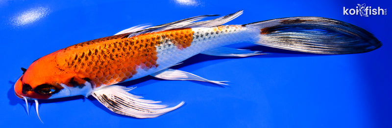 8.5" KUJAKU BUTTERFLY