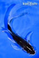 5.25" GOSHIKI BUTTERFLY