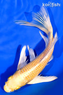 7.5" YAMABUKI OGON BUTTERFLY