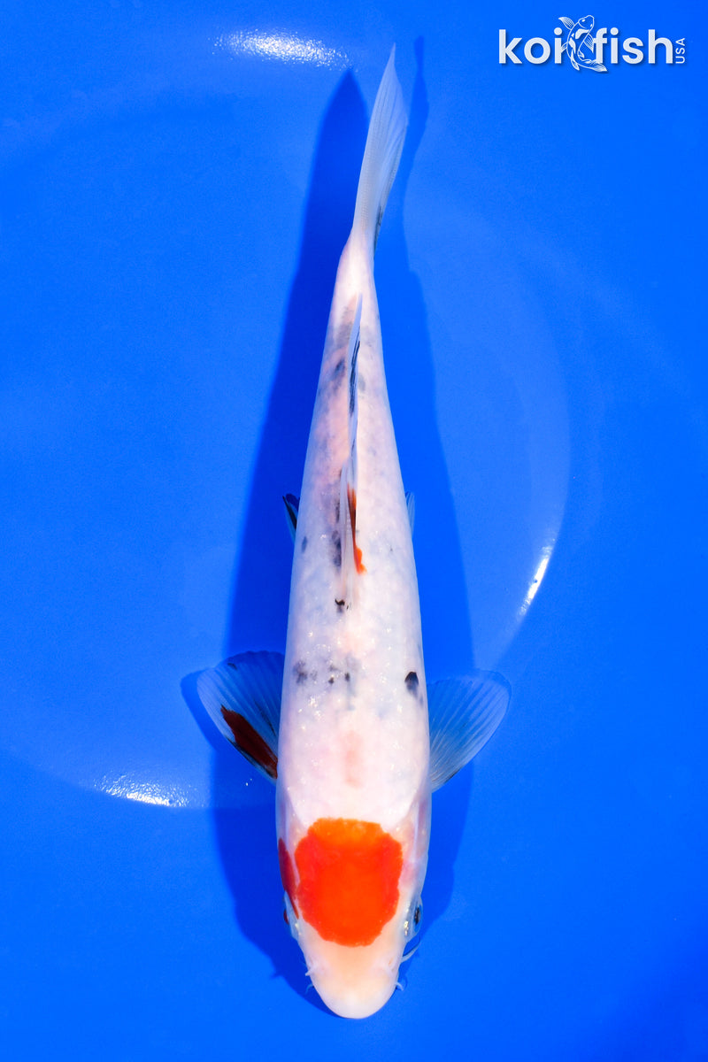 7.5" SANKE