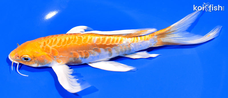 8" DOITSU HARIWAKE BUTTERFLY