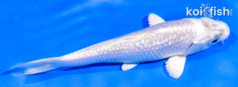 5" GINRIN PLATINUM OGON