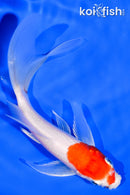 5.5" KOHAKU BUTTERFLY