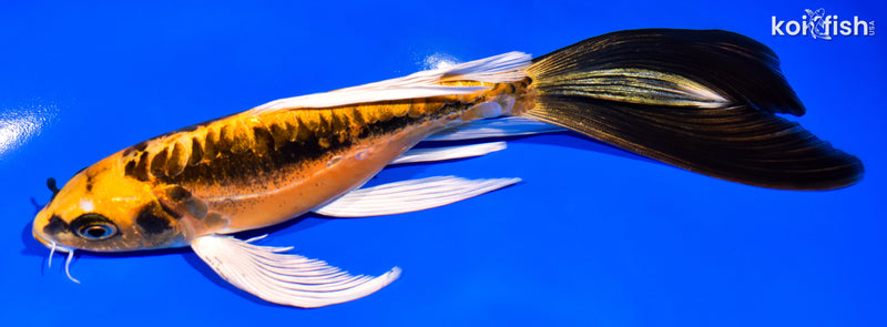 7.5" BENI KIKOKURYU