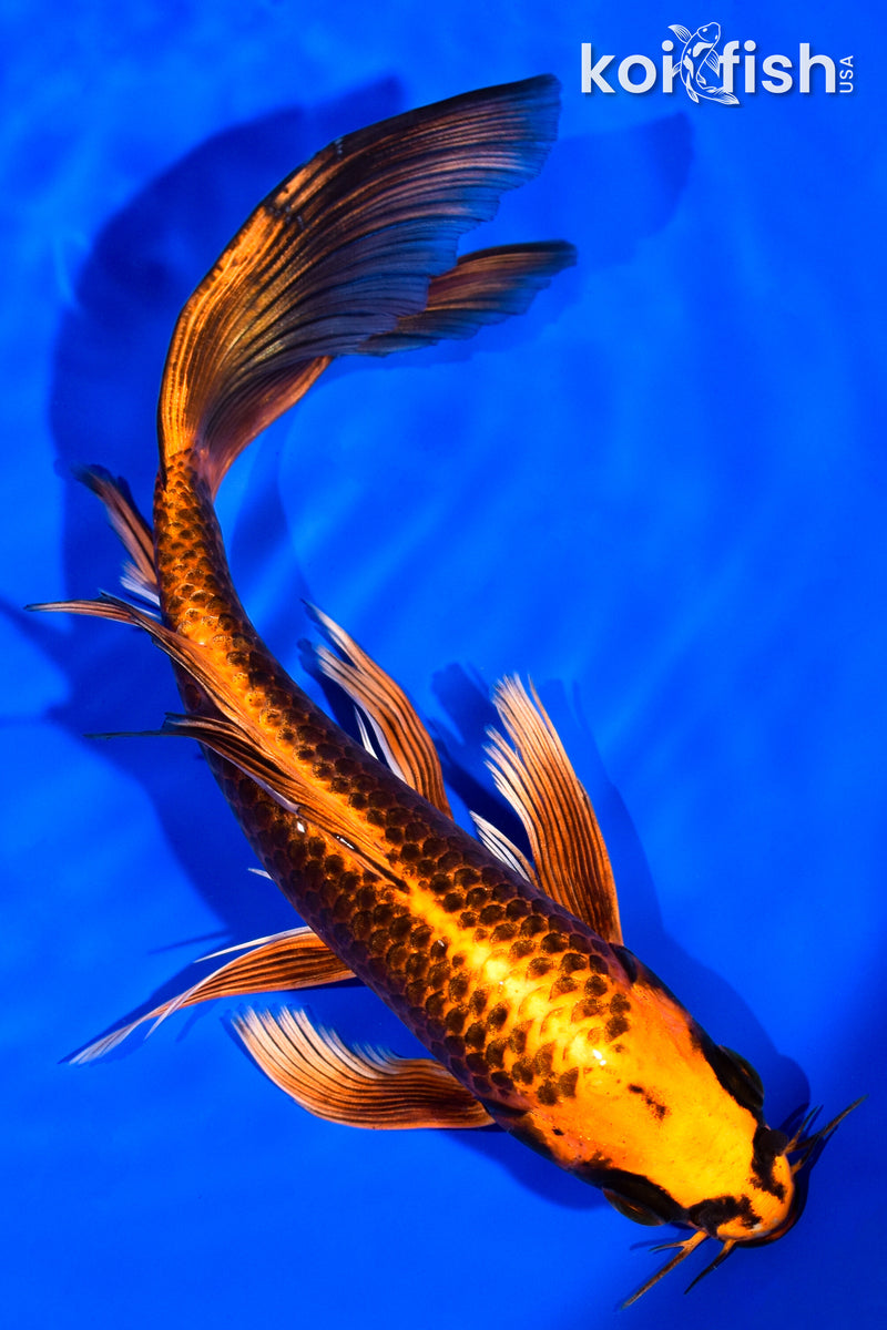 7.25" ORENJI MATSUBA BUTTERFLY