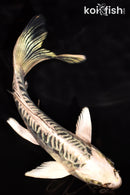 6.25" ARAGOKE KIKOKURYU BUTTERFLY