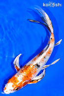 7.25" YAMATO NISHIKI BUTTERFLY