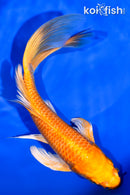 7.5" ORENJI OGON BUTTERFLY