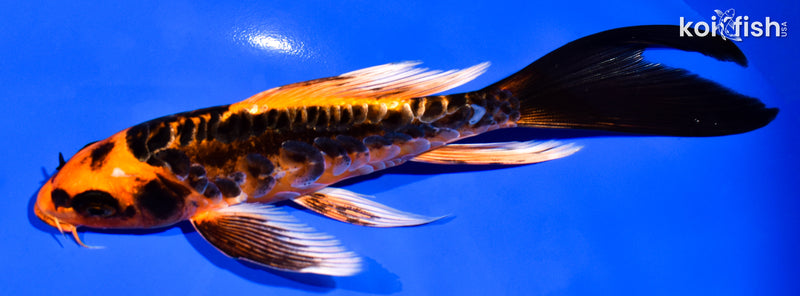 6.25" ARAGOKE BENI KIKOKURYU BUTTERFLY