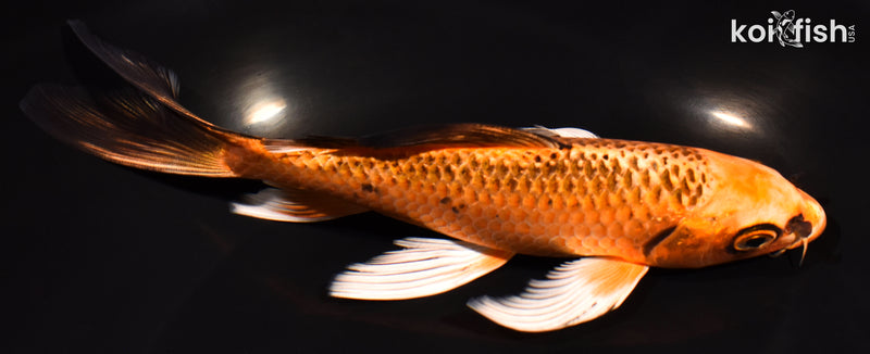7.25" ORENJI MATSUBA BUTTERFLY