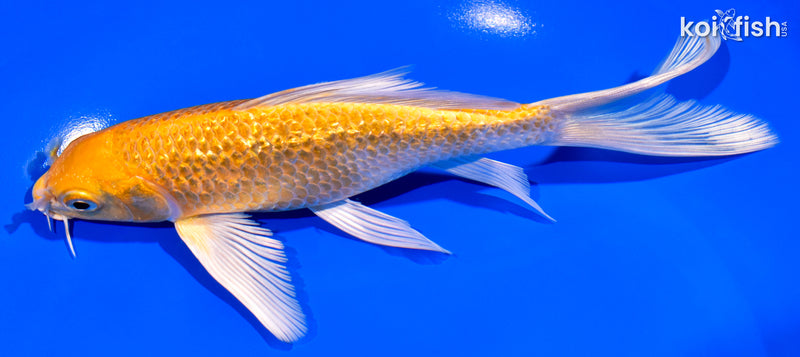 7" GINRIN YAMABUKI OGON BUTTERFLY