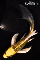 5.25" GINRIN KUJAKU BUTTERFLY