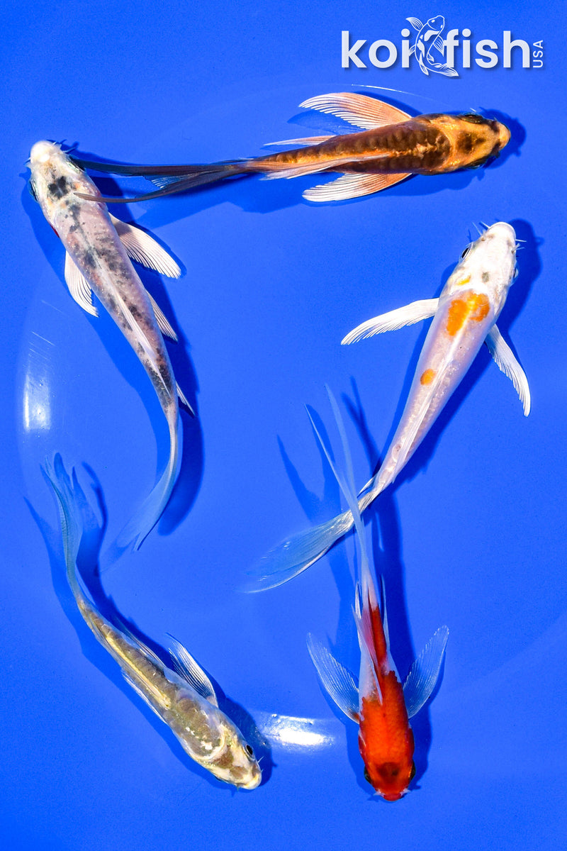 PACK OF (5) 4-5" BUTTERFLY KOI