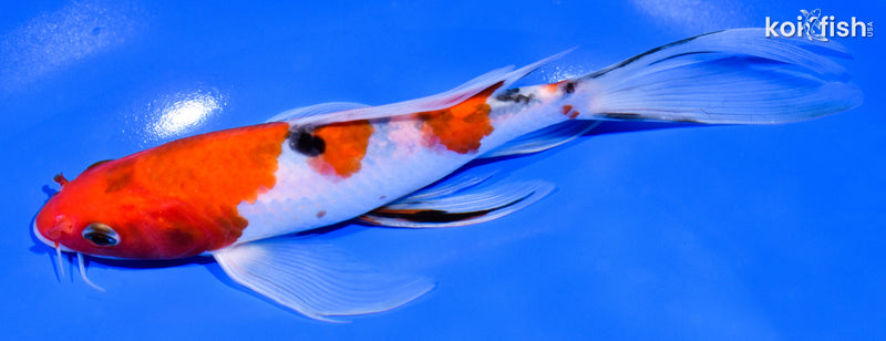 7.75" SANKE BUTTERFLY