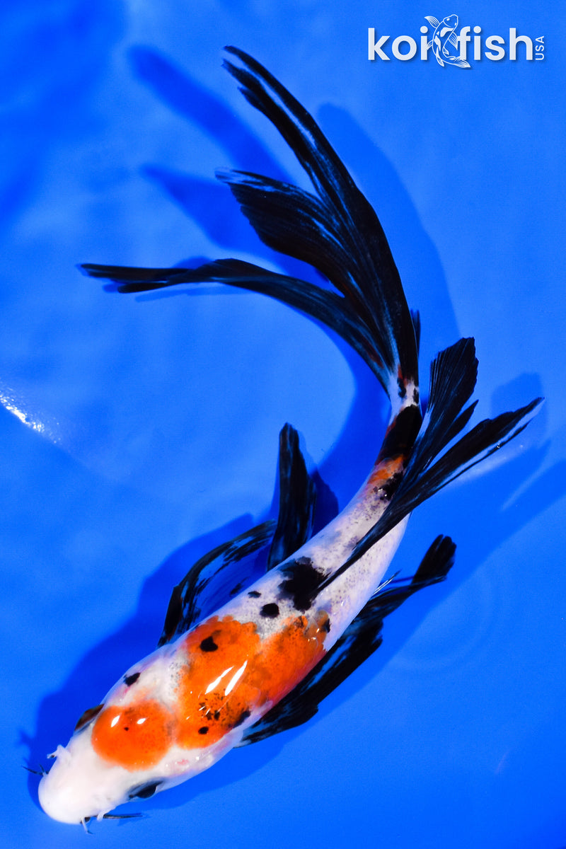 6.5" SANKE BUTTERFLY