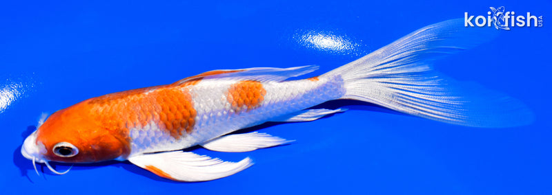 5.75" HARIWAKE BUTTERFLY