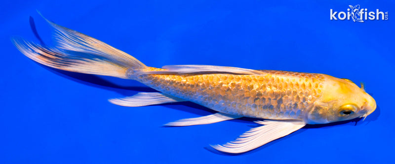 7.5" YAMABUKI OGON BUTTERFLY