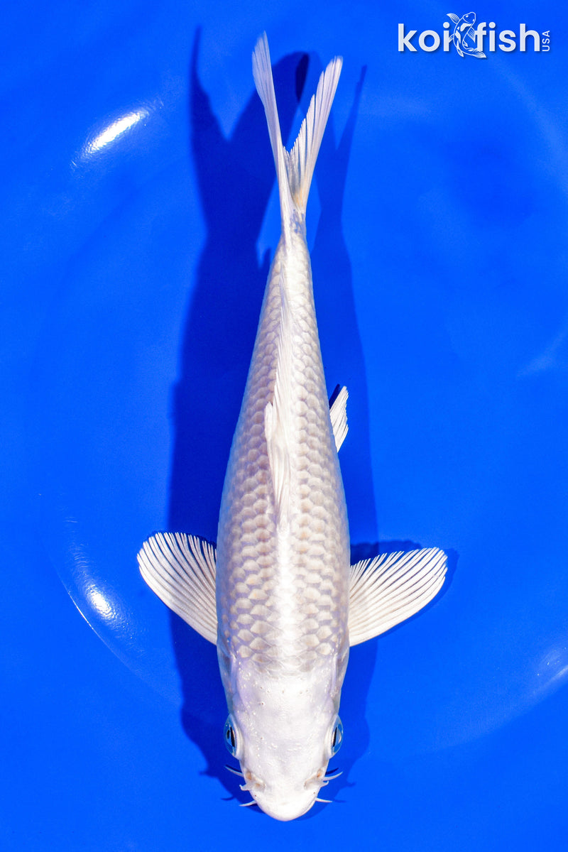 6.75" PLATINUM OGON