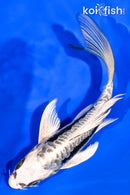 6" KIKOKURYU BUTTERFLY