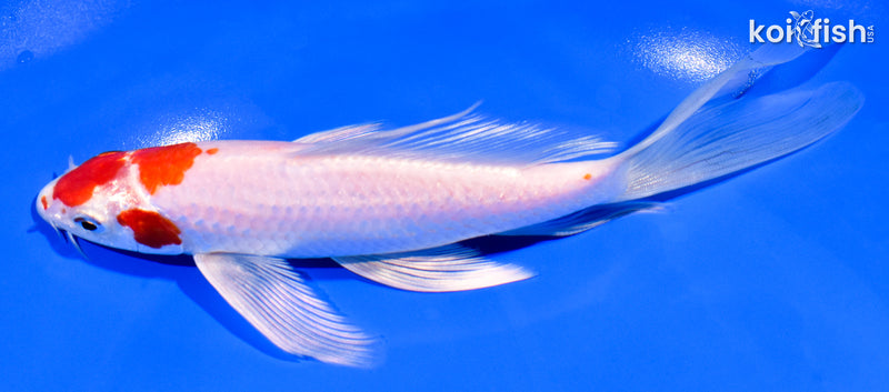 7" HARIWAKE BUTTERFLY