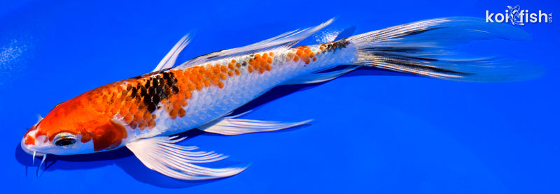 7.75" YAMATO NISHIKI BUTTERFLY