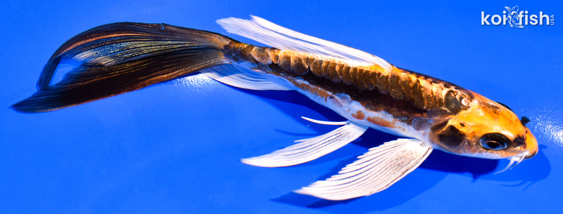 6.25" ARAGOKE BENI KIKOKURYU BUTTERFLY