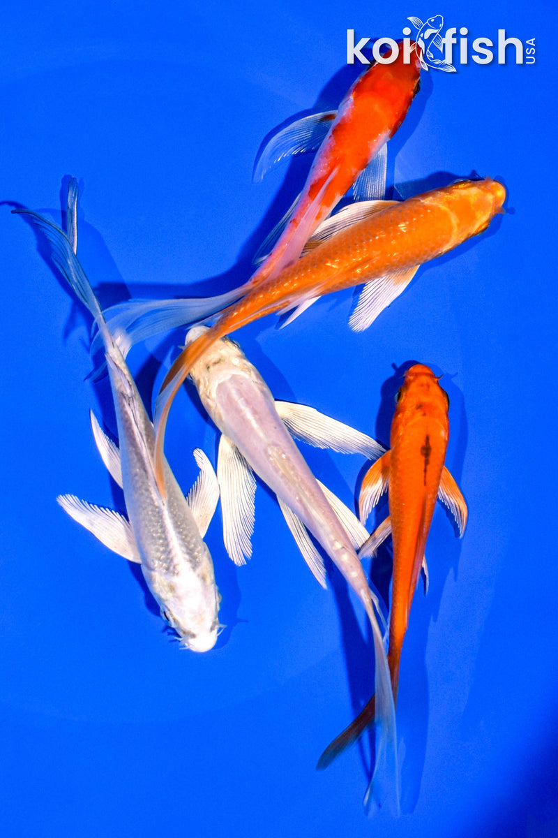 PACK OF (5) 4-5" BUTTERFLY KOI