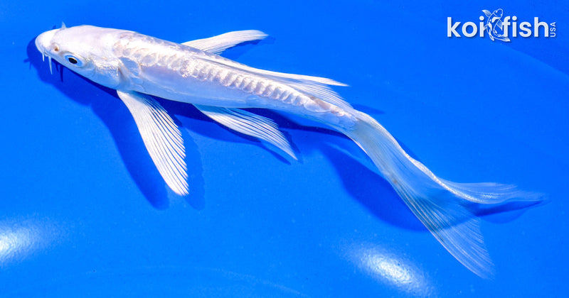 5.5" GINRIN DOITSU PLATINUM OGON BUTTERFLY