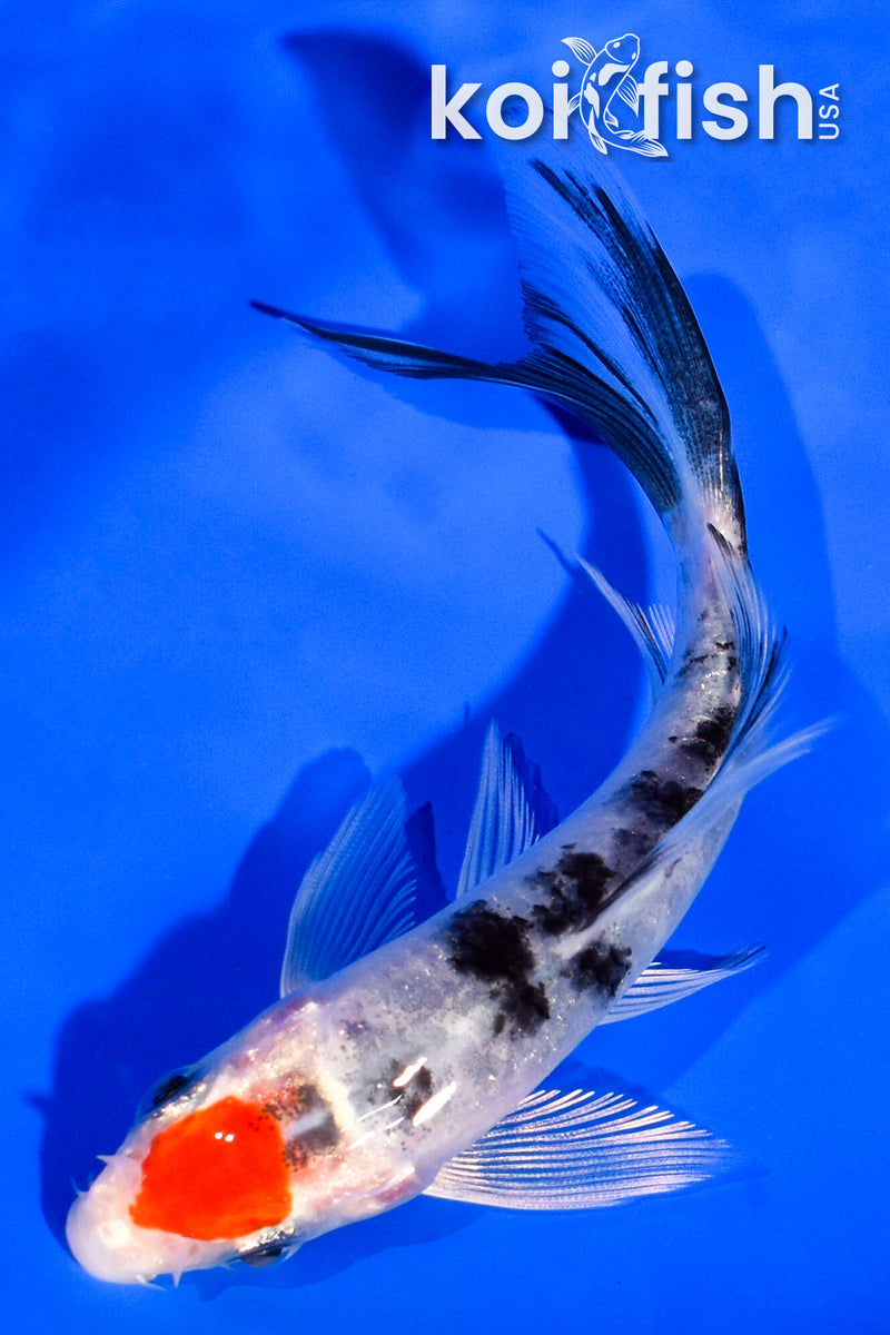 4.5" TANCHO YAMATO NISHIKI BUTTERFLY