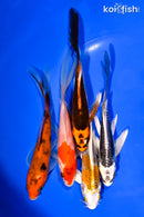 PACK OF (5) 5-6" BUTTERFLY KOI