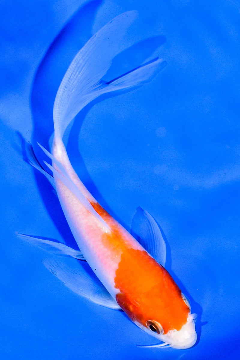5.25" KOHAKU BUTTERFLY